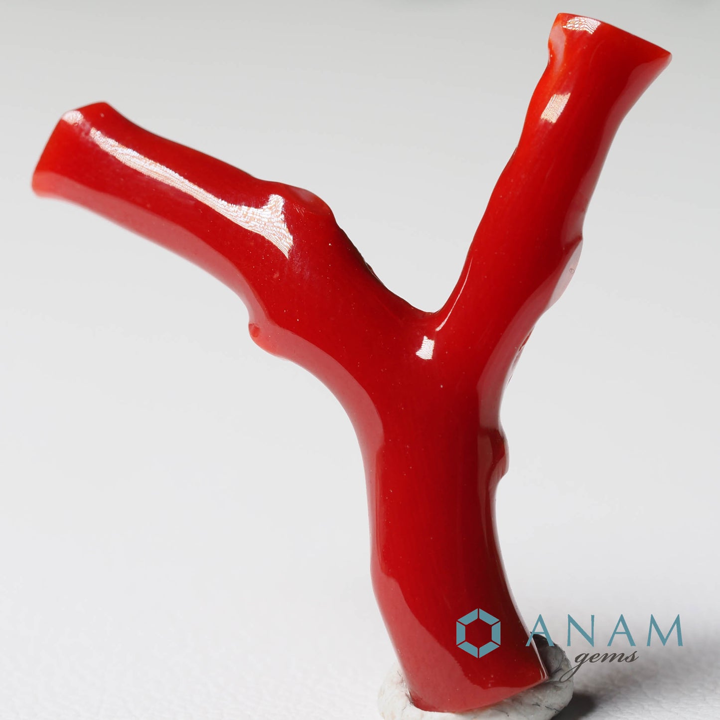 高知産 血赤珊瑚 枝