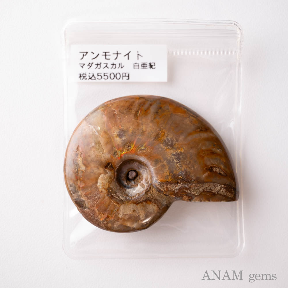 アンモナイト 化石-ANAM gems‖ハンドメイドアクセサリー用天然石ビーズを卸売価格で販売♪