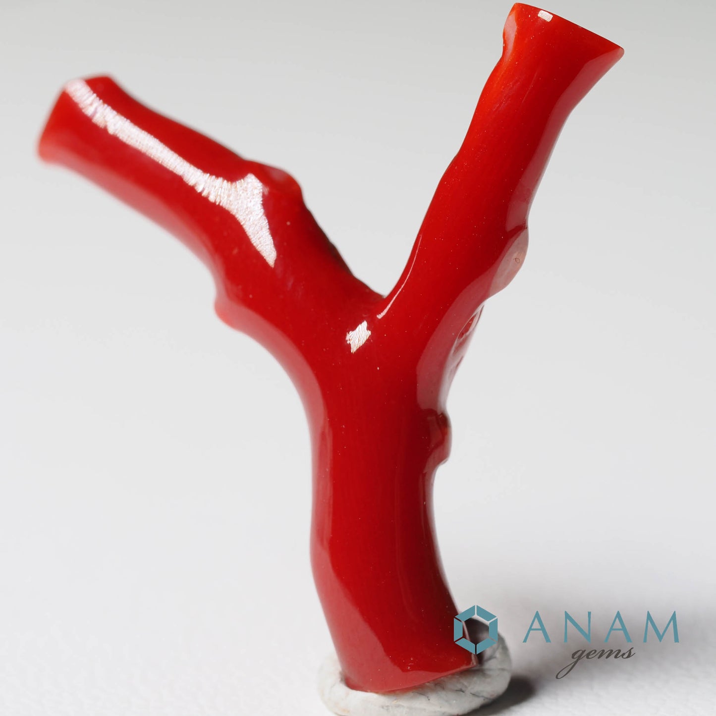 高知産 血赤珊瑚 枝