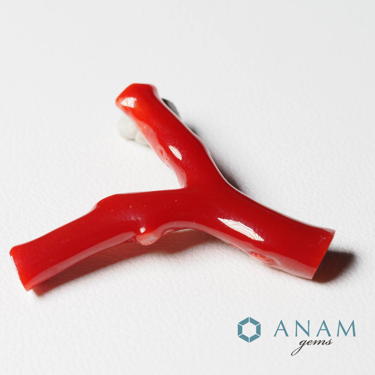 高知産 血赤珊瑚 枝